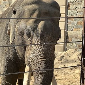 Elephant Trails- Asian Elephant- Spike