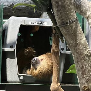 Small Mammal House- Southern Two-Toed Sloth- Vlad
