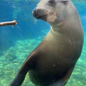 American Trail- California Sea Lion