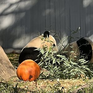 Asia Trail- Giant Panda- Mei Xiang- Xiao Qi Ji