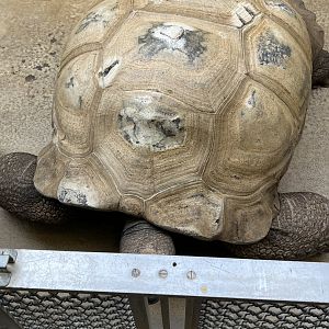 Reptile Discovery Center- Aldabra Tortoise- Rulon