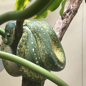 Reptile Discovery Center- Green Tree Python