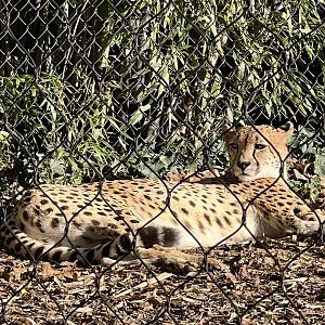 Cheetah Conservation Station- Cheetah