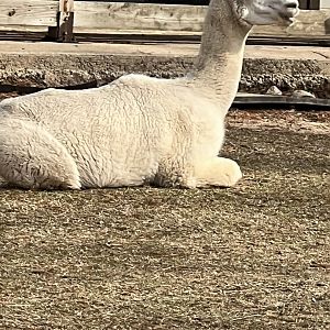 Kids Farm- Alpaca- Cirrus