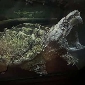 Reptile Discovery Center- Alligator Snapping Turtle