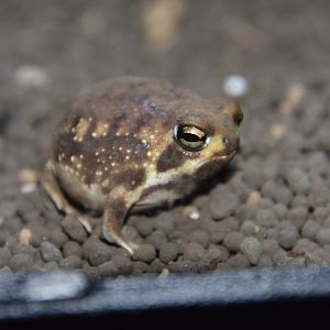 Rain frog (Breviceps adspersus)