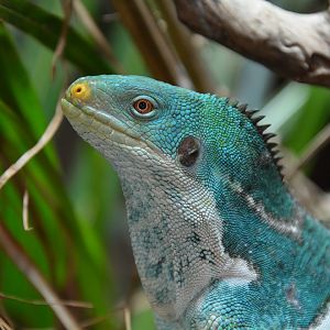 Fiji crested iguana (Brachylophus vitiensis)