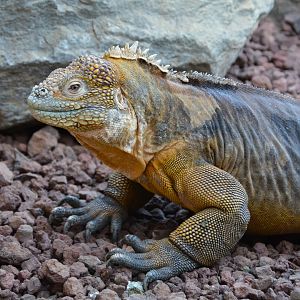 Galápagos land iguana (Conolophus subcristatus)