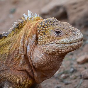 Galápagos land iguana (Conolophus subcristatus)