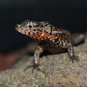 Galápagos lava lizard (Microlophus albemarlensis)
