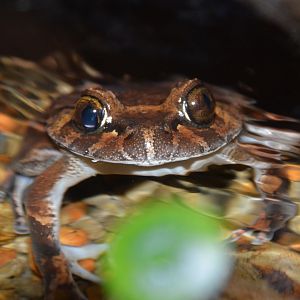 Hairy frog (Trichobatrachus robustus)