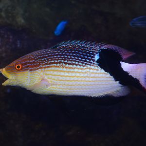 Blackfin hogfish (Bodianus loxozonus)