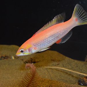 Slender pigfish (Bodianus cylindriatus)
