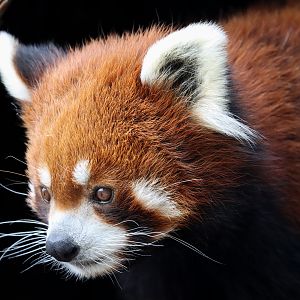 Chinese red panda (Ailurus fulgens styani)