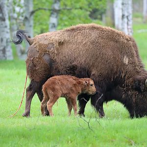 Plains buffalo (Bison bison bison)