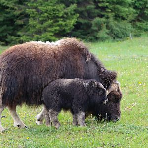 Musk ox (Ovibos moschatus)