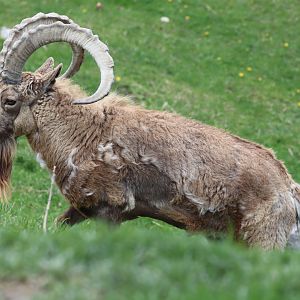 Siberian ibex (Capra sibirica)