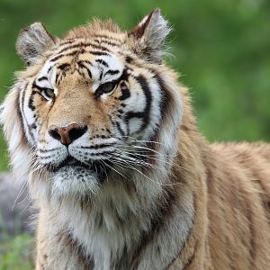 Siberian tiger (Panthera tigris altaica)