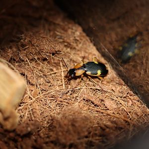 Bombardier beetle ID (from Benin)