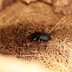 Bombardier beetle ID (from Benin)