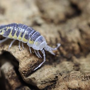 Woodlouse ID