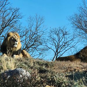 African Lions