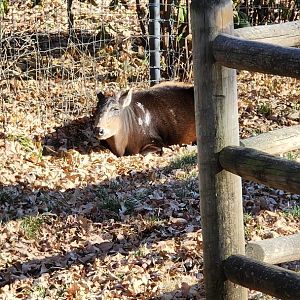 Duiker in Okapi Exhibit