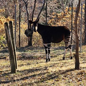 Okapi