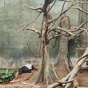 Francois Langurs and Malayan Tapir