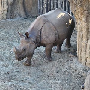 Indian Rhino