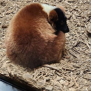 Red Ruffed Lemur