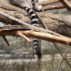 Ring Tailed Lemur