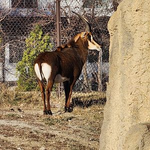 Sable Antelope