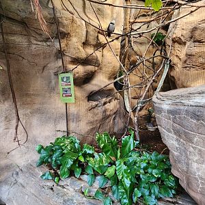 White Crested Laughing Thrush Exhibit