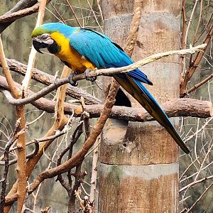 Blue and Yellow Macaw