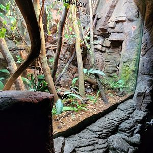 Lied Jungle Terrarium