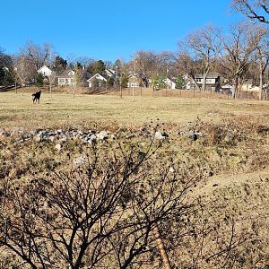 Sable Antelope Exhibit