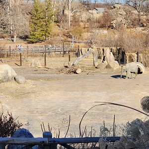 African Elephant Yard