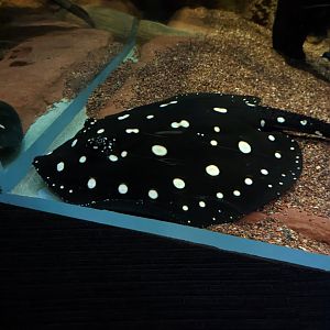 New white-blotched river ray at the Greensboro Science Center