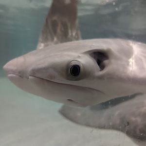 Cownose ray at the Greensboro Science Center