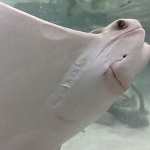 Cownose ray at the Greensboro Science Center