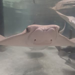 Cownose ray at the Greensboro Science Center