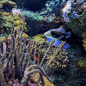 Humuhumunukunukuapua'a at the Greensboro Science Center