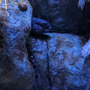 Wolf Eel at the Greensboro Science Center