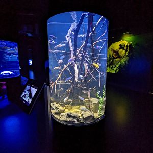 New Cichlid tank at the Greensboro Science Center