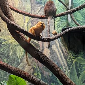 Golden Lion Tamarin and Bolivian Grey Ti-ti monkey at the Greensboro Science Center