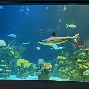 Shark Reef at the Greensboro Science Center