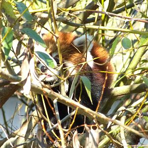 Red Panda Cub