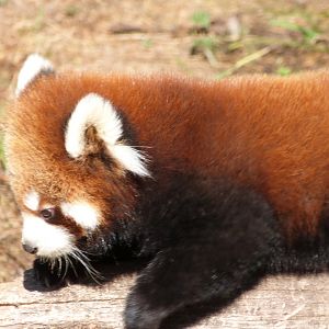 Red Panda Cub