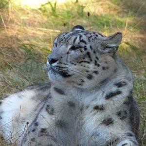 Snow Leopard